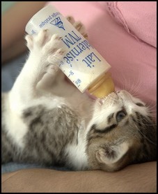 Le nom des comprimés des helminthes aux chats
