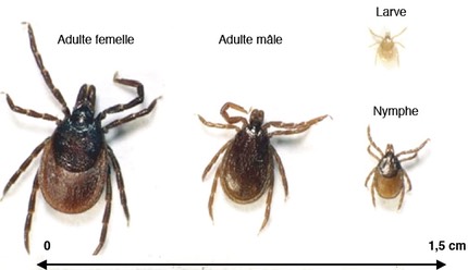 Acheter dans la pharmacie le moyen des parasites